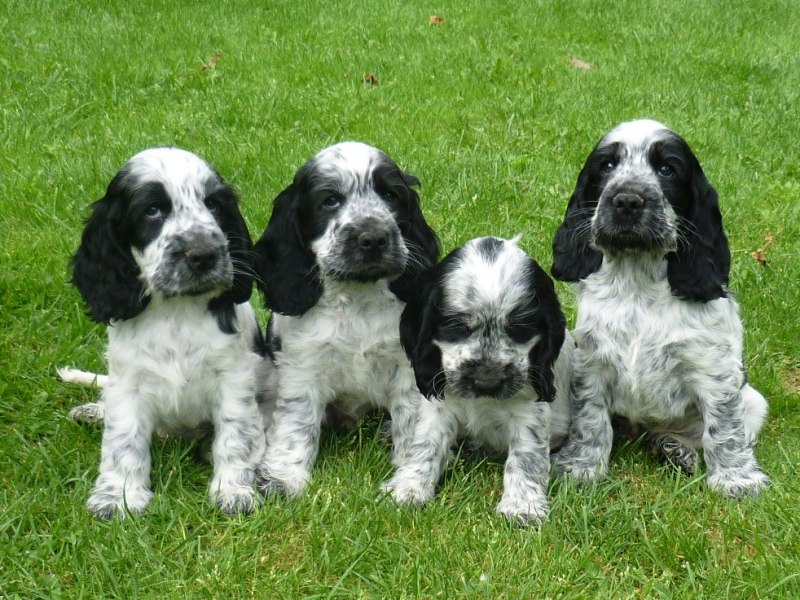 44-Flip, Fant, Fanny, Fred.JPG